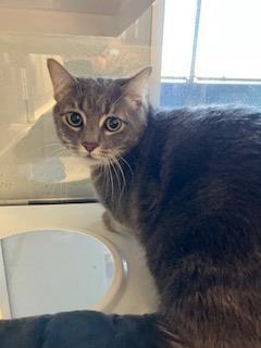 Enlarge Astro, a Adoptable Domestic Short Hair in Mustang, OK image 1/1