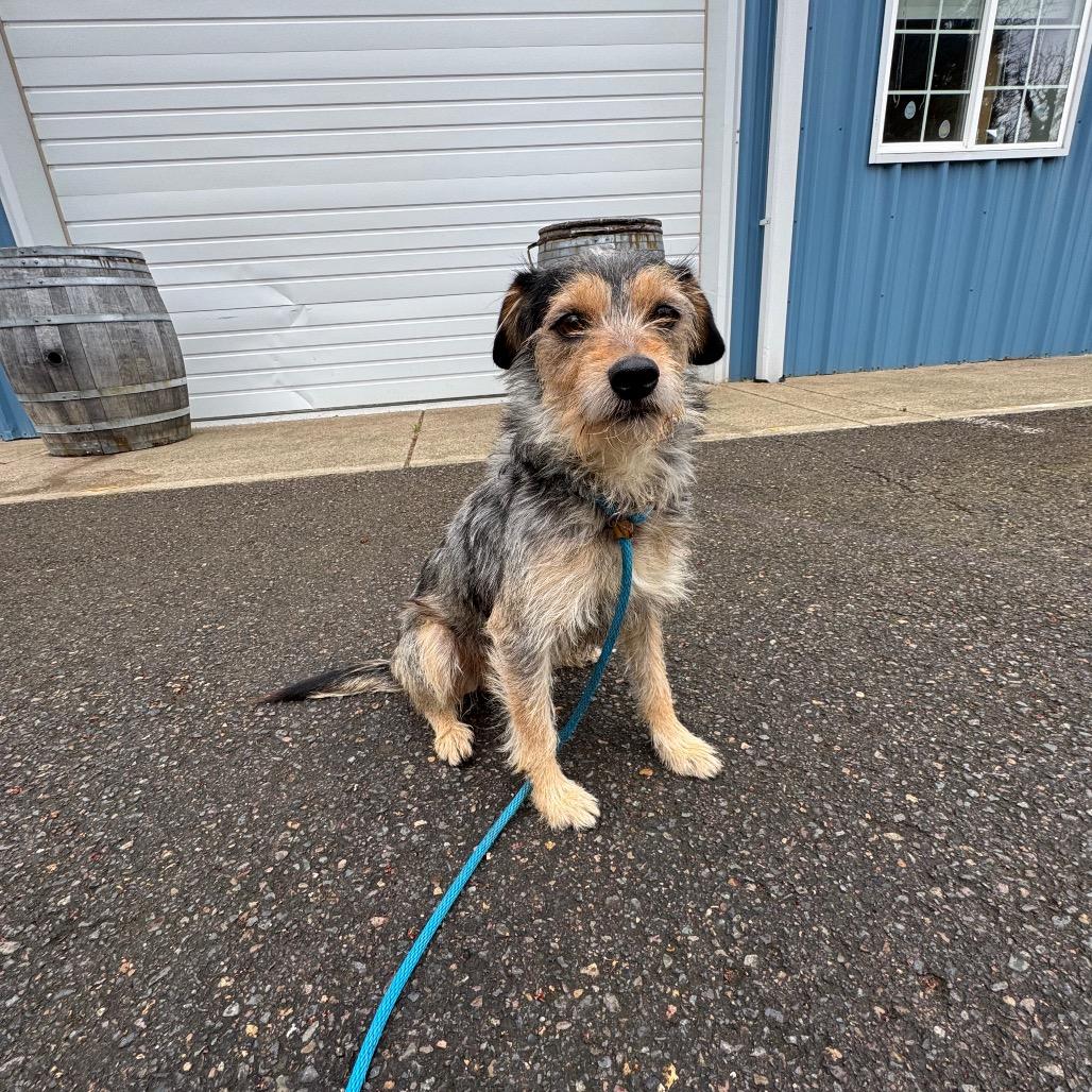 Enlarge Rocco, a Adoptable Terrier in Newberg, OR image 1/6