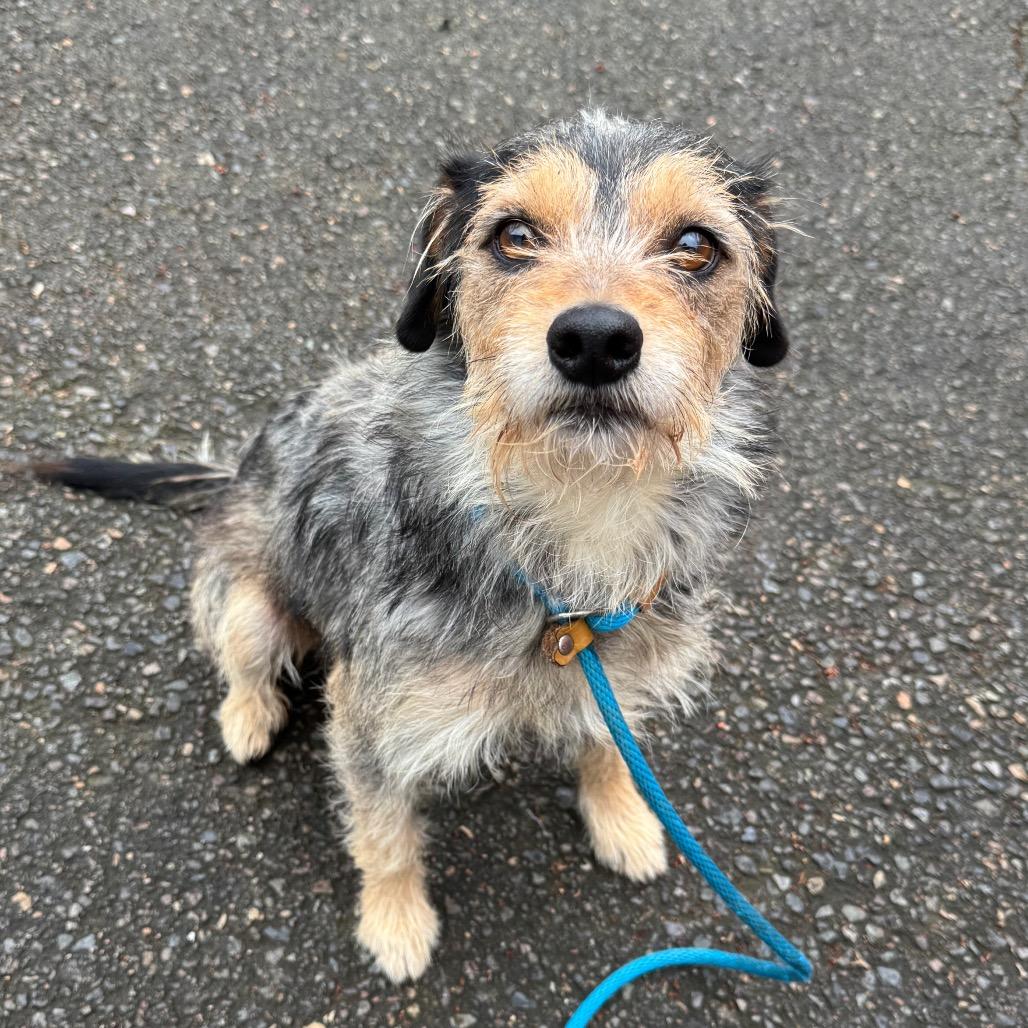Enlarge Rocco, a Adoptable Terrier in Newberg, OR image 2/6
