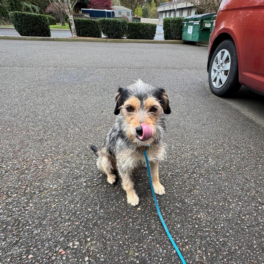 Enlarge Rocco, a Adoptable Terrier in Newberg, OR image 3/6