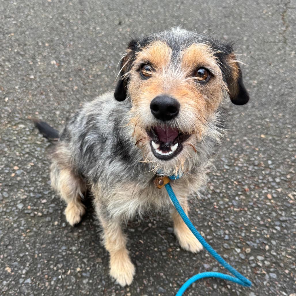 Enlarge Rocco, a Adoptable Terrier in Newberg, OR image 4/6