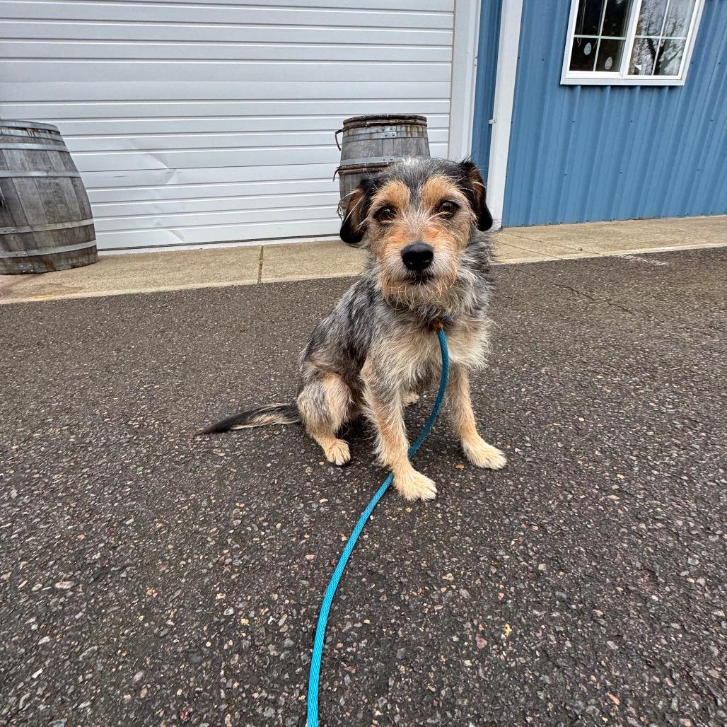 Enlarge Rocco, a Adoptable Terrier in Newberg, OR image 5/6