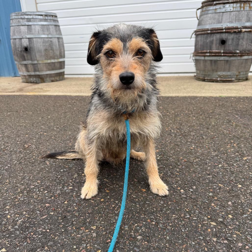 Enlarge Rocco, a Adoptable Terrier in Newberg, OR image 6/6