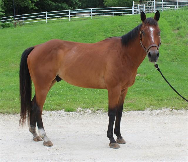 MILLER, Adoptable, Adult Male Quarterhorse & Thoroughbred.