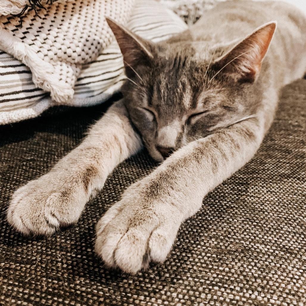 Enlarge Flip, a Adoptable Domestic Short Hair in Tulsa, OK image 2/6
