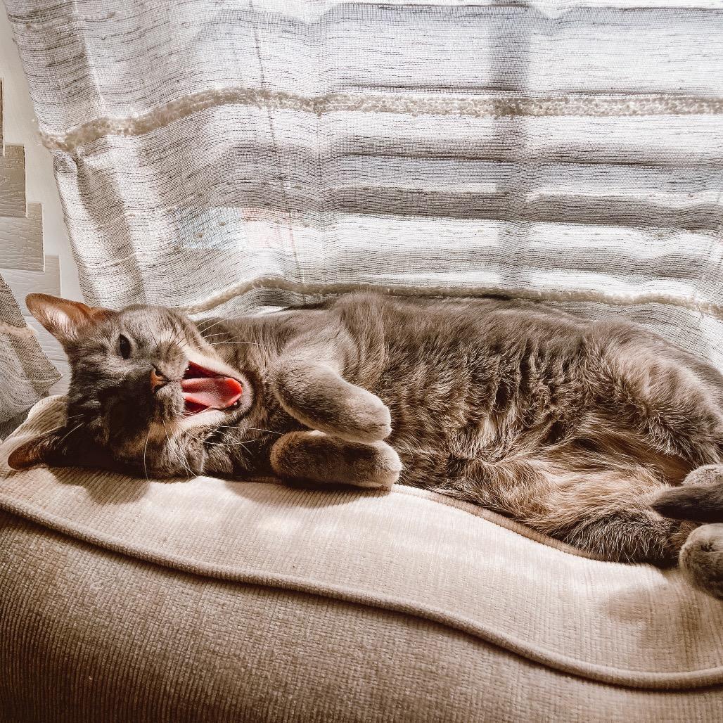 Enlarge Flip, a Adoptable Domestic Short Hair in Tulsa, OK image 3/6