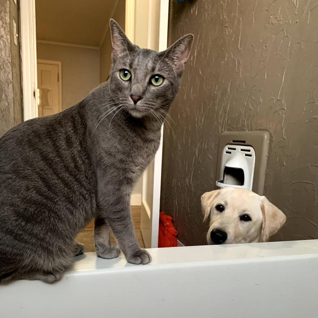 Enlarge Flip, a Adoptable Domestic Short Hair in Tulsa, OK image 4/6