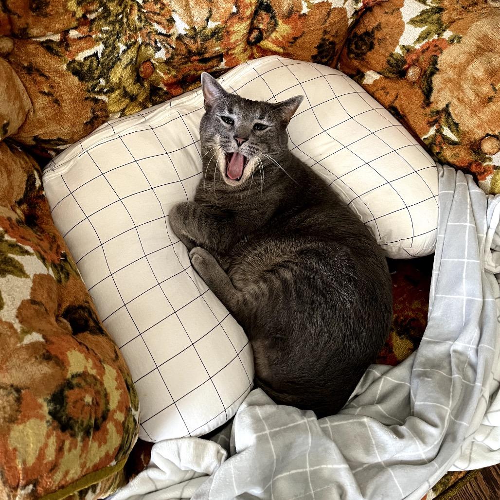 Enlarge Flip, a Adoptable Domestic Short Hair in Tulsa, OK image 5/6