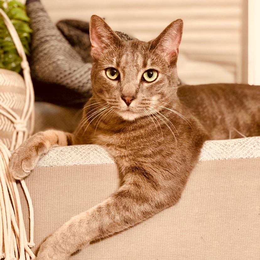 Enlarge Flip, a Adoptable Domestic Short Hair in Tulsa, OK image 6/6