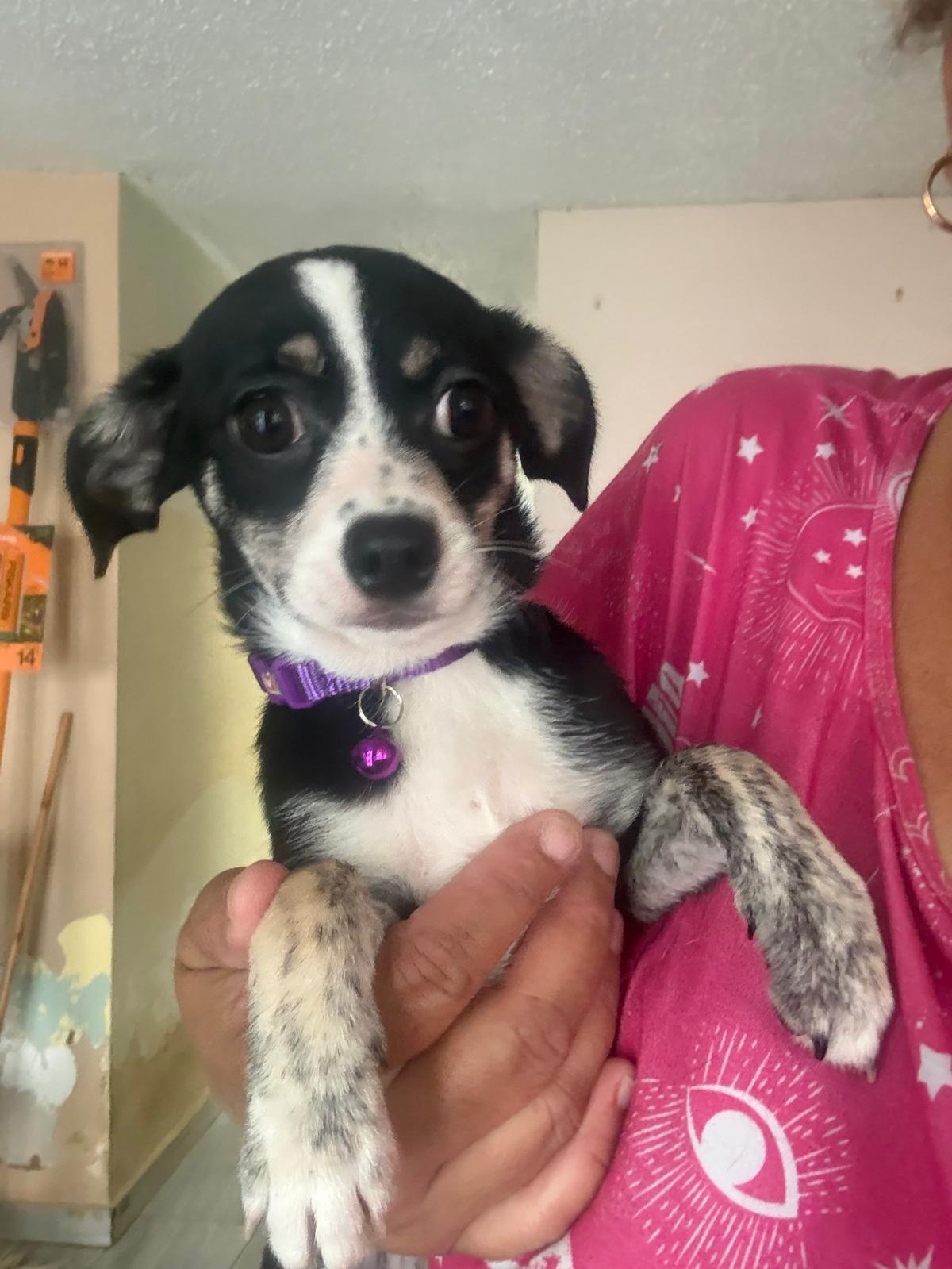 Enlarge Lucy, an adopted mixed breed in New York , NY image 4/5