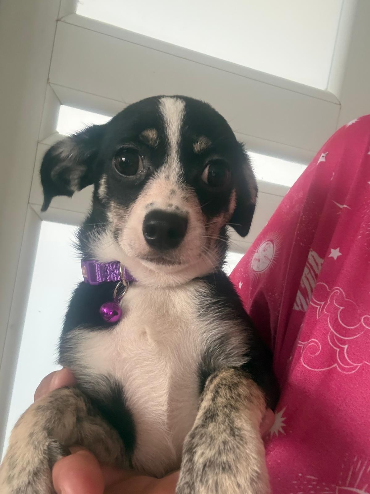 Lucy, adopted, Puppy Female Yorkshire Terrier & Chihuahua.