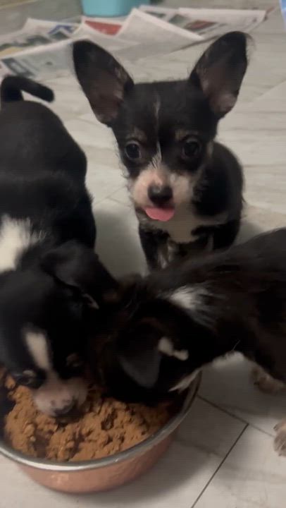 Enlarge Lucy, an adopted mixed breed in New York , NY video 3/5