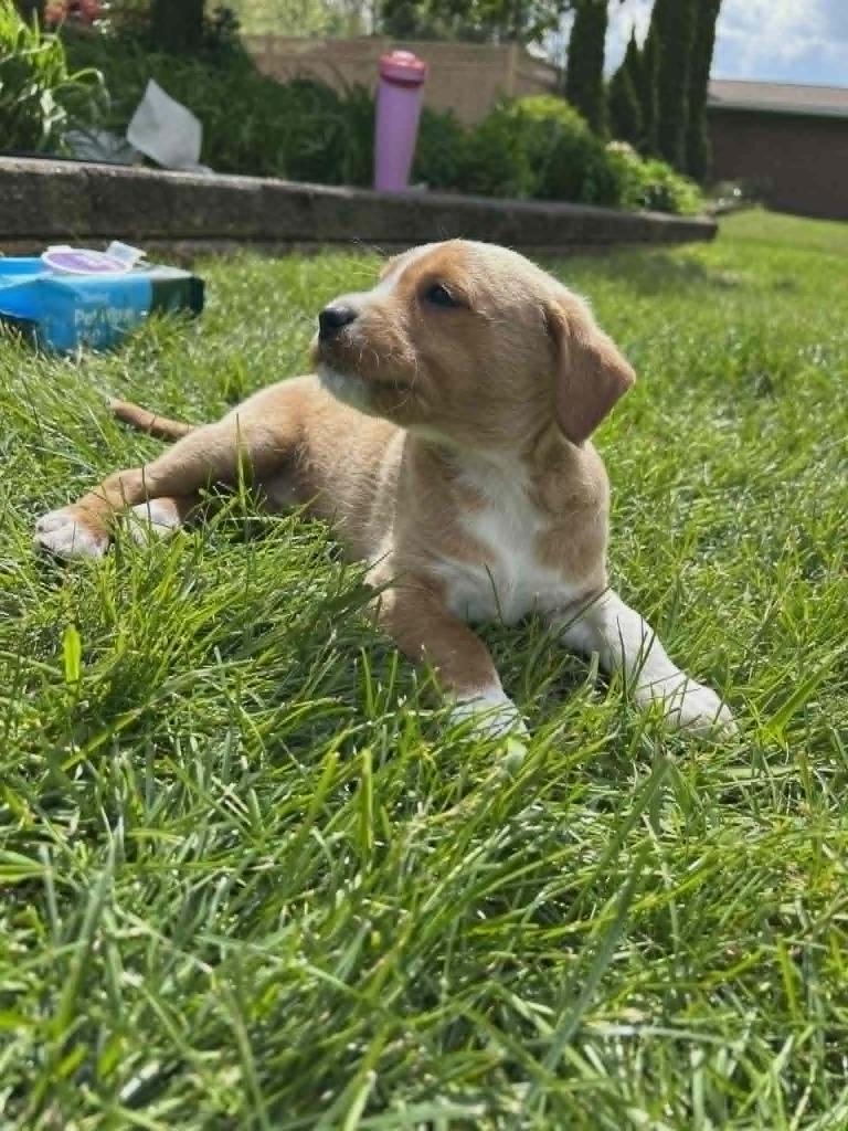 Summer, a Adopted mixed breed in Warren, MI image 1/6
