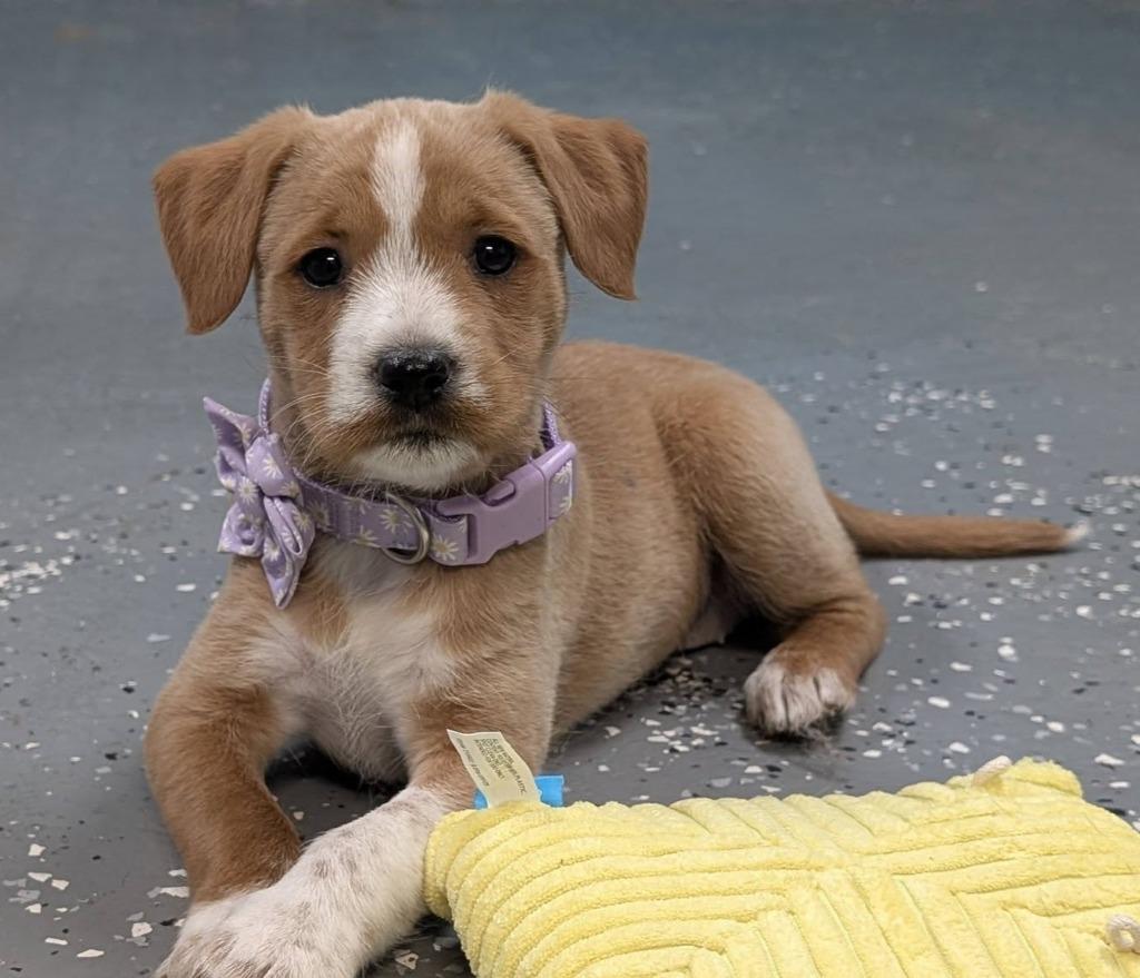 Summer, a Adopted mixed breed in Warren, MI image 2/6