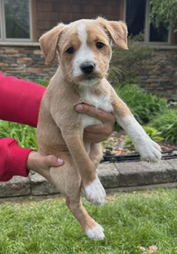 Summer, a Adopted mixed breed in Warren, MI image 3/6