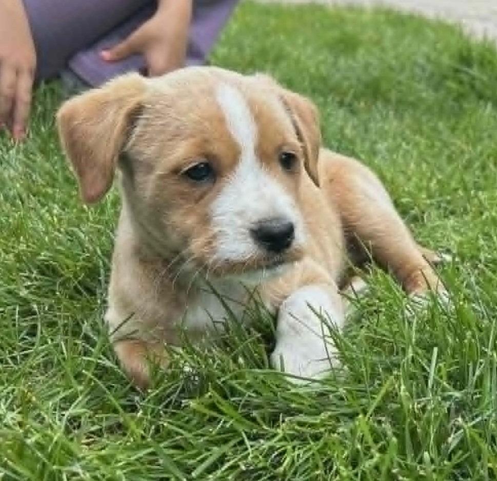 Summer, a Adopted mixed breed in Warren, MI image 4/6