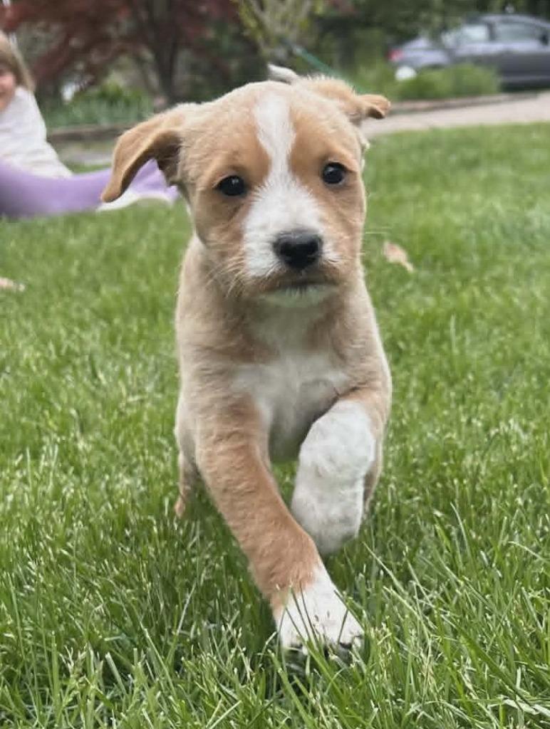 Summer, a Adopted mixed breed in Warren, MI image 5/6