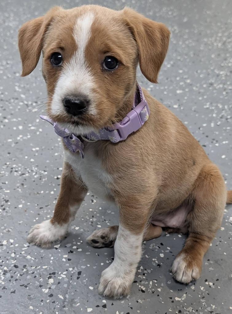 Summer, a Adopted mixed breed in Warren, MI image 6/6