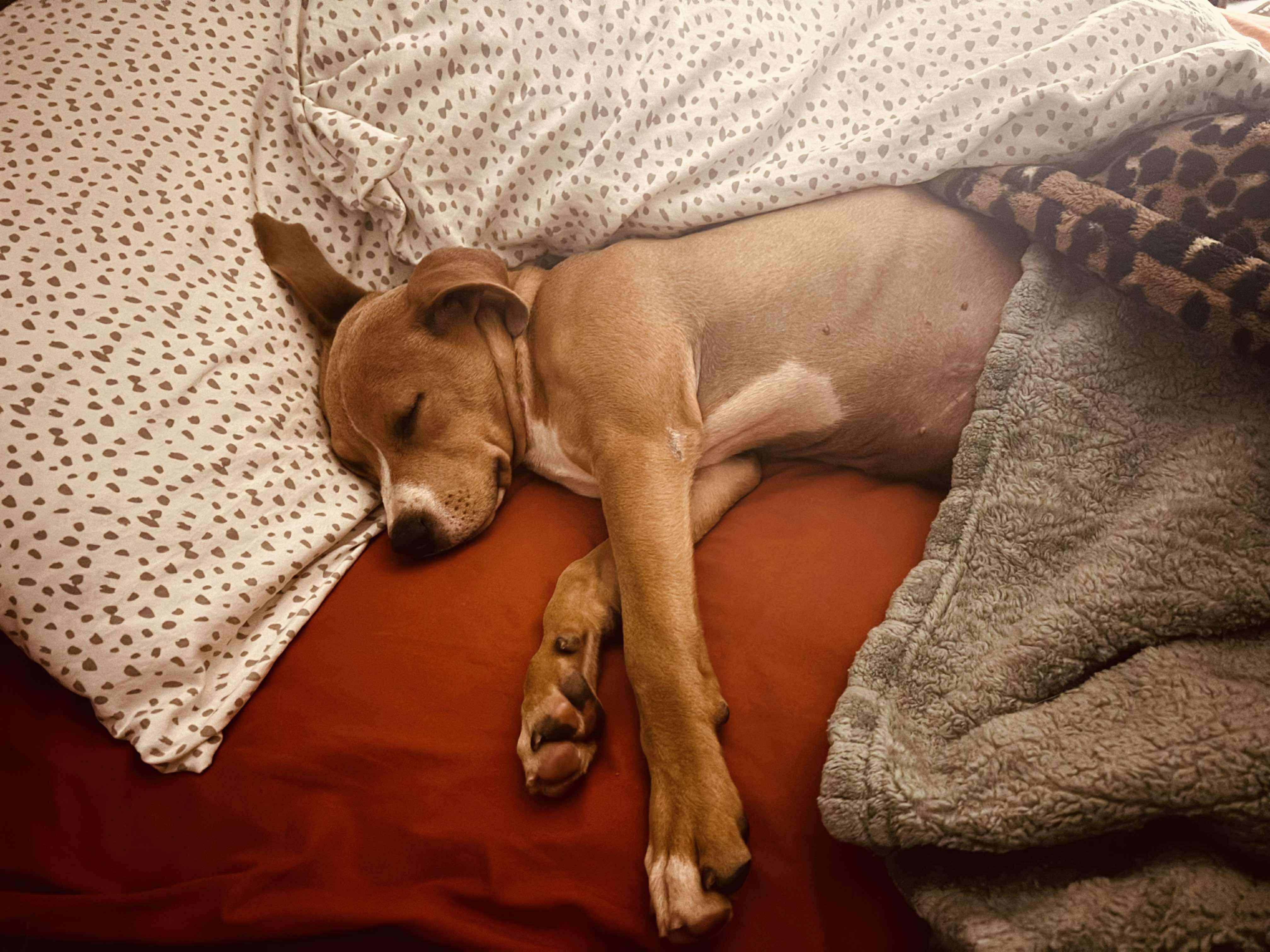 Tommy, Adoptable, Puppy Male Pit Bull Terrier.