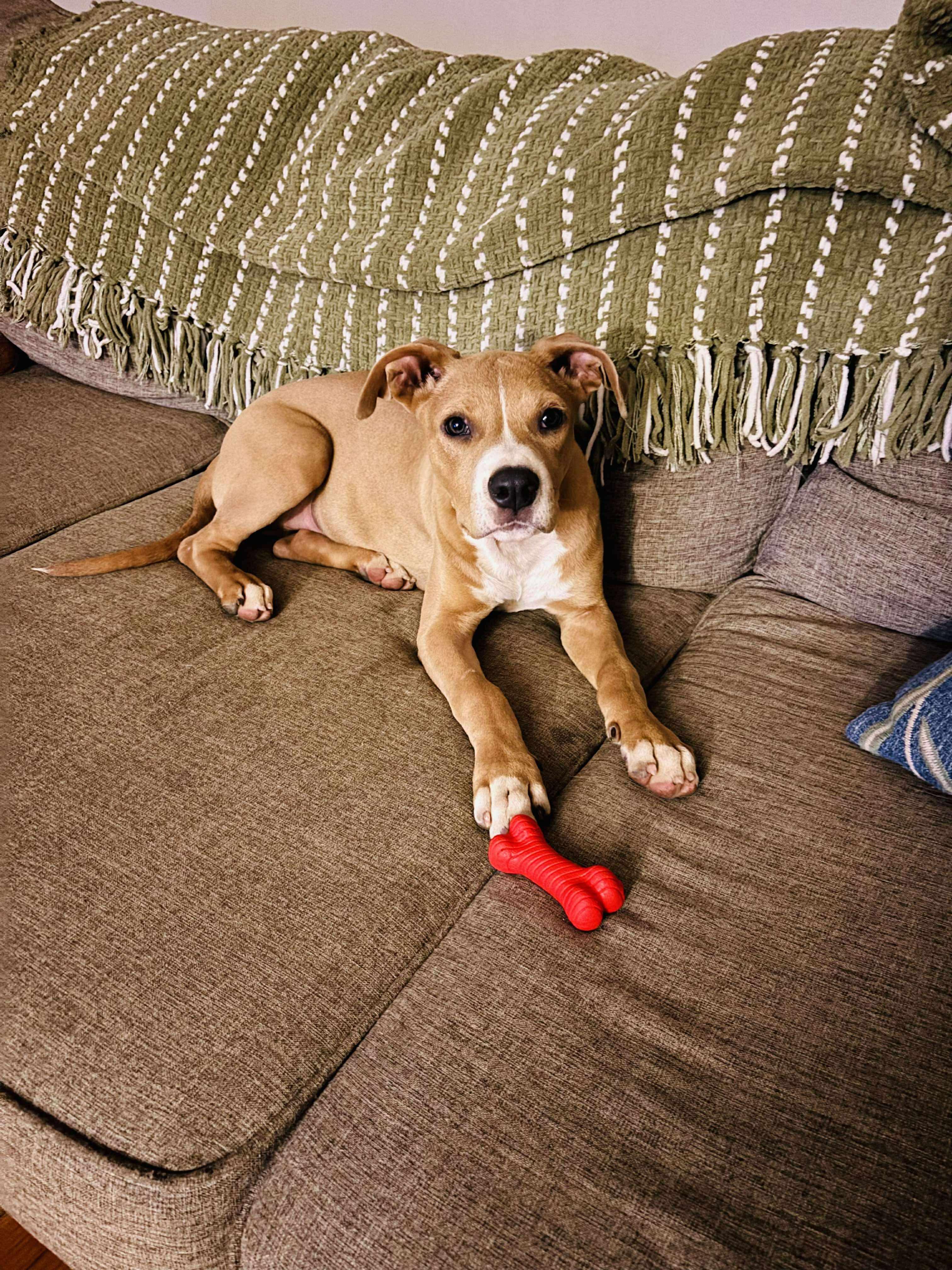 Enlarge Tommy, a Adoptable mixed breed in Dover, AR image 2/6