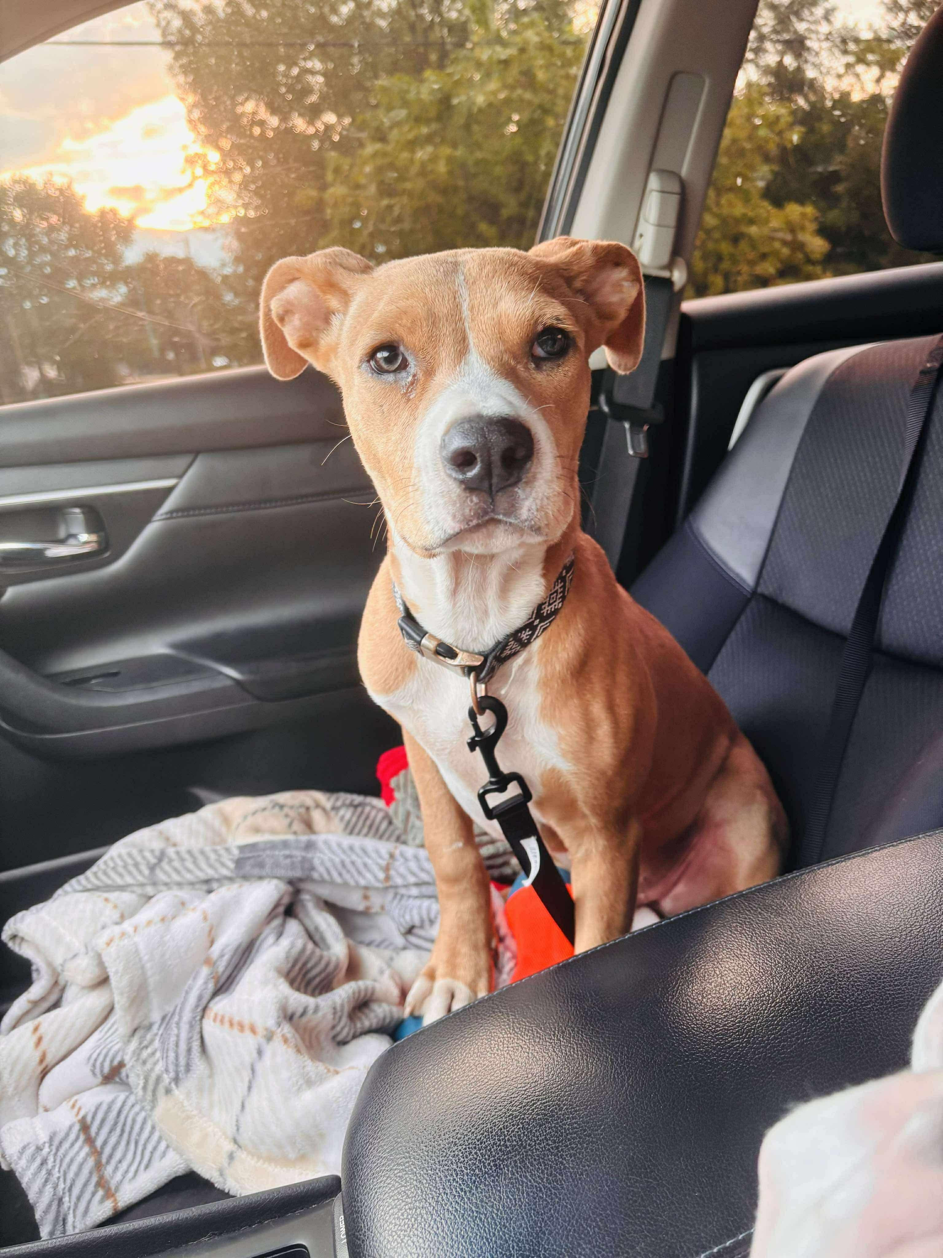 Enlarge Tommy, a Adoptable mixed breed in Dover, AR image 3/6