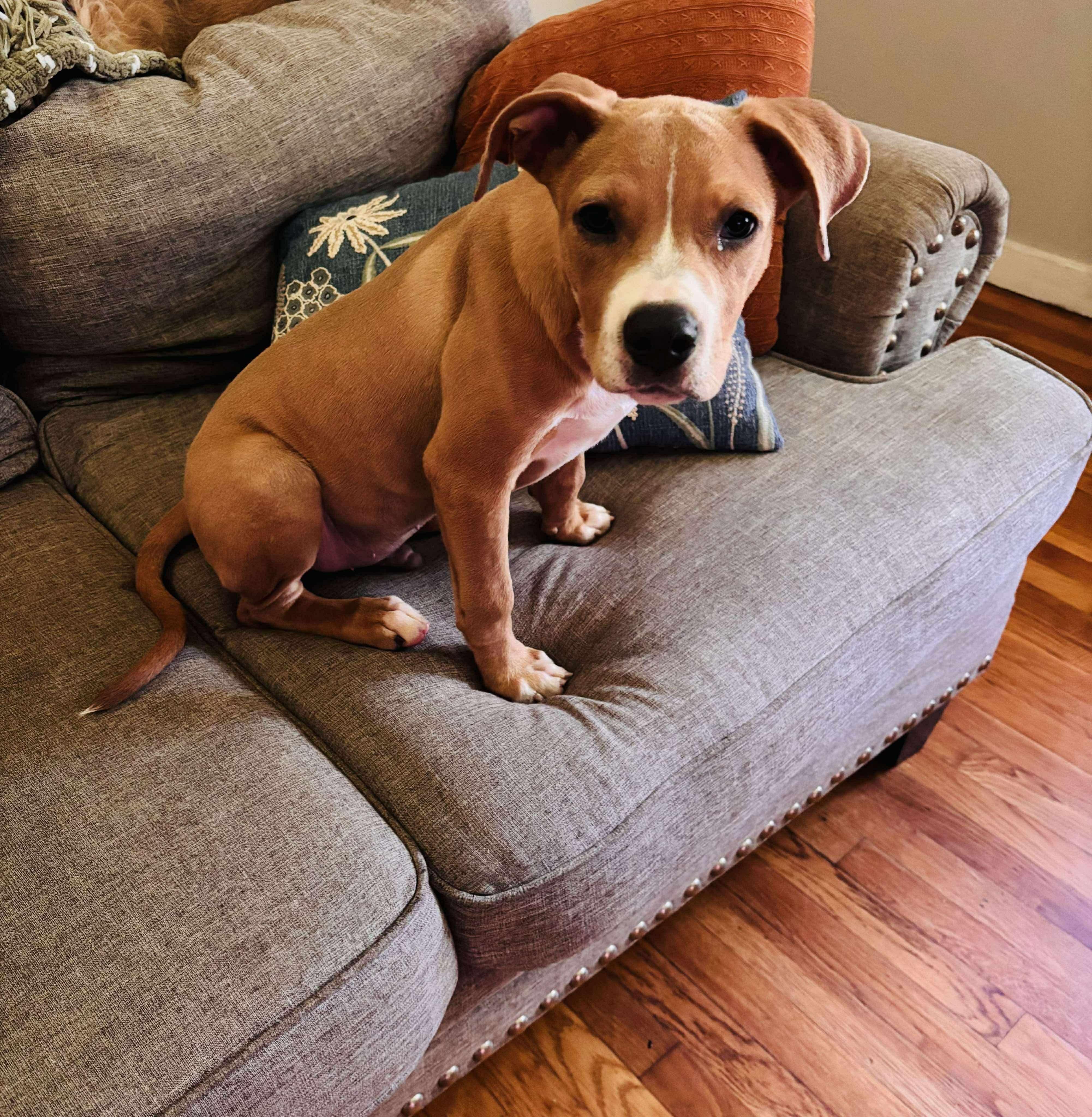 Enlarge Tommy, a Adoptable mixed breed in Dover, AR image 4/6