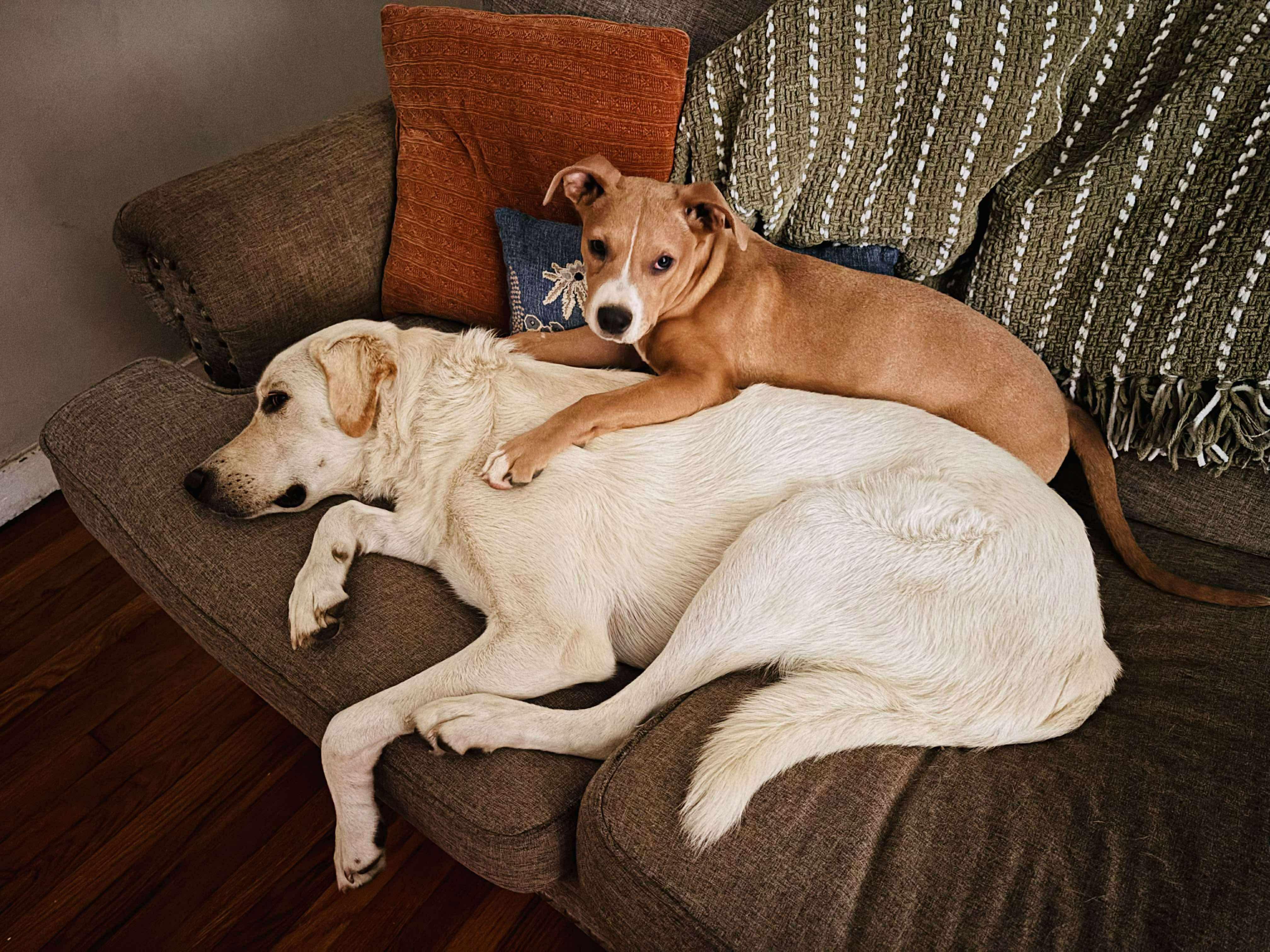 Enlarge Tommy, a Adoptable mixed breed in Dover, AR image 5/6