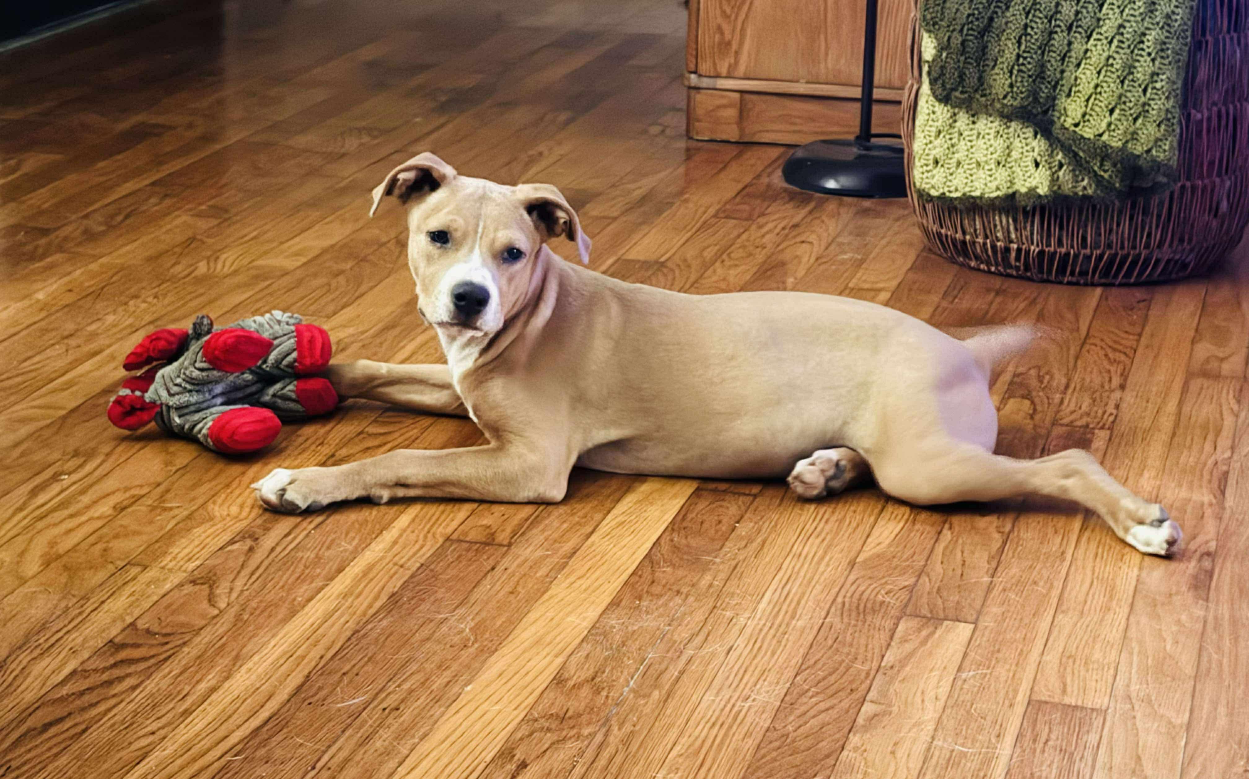 Enlarge Tommy, a Adoptable mixed breed in Dover, AR image 6/6