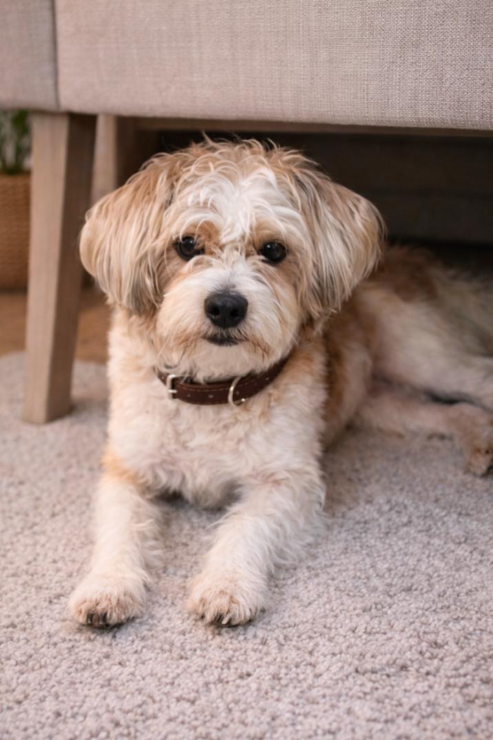 Enlarge Canelo, a ADOPTABLE mixed breed in Los Angeles, CA image 2/2