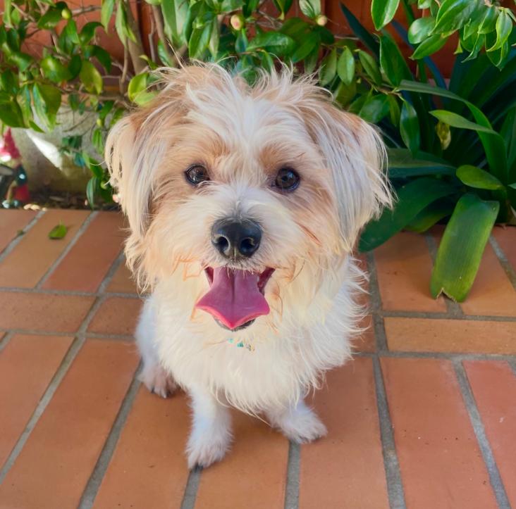 Enlarge Canelo, a ADOPTABLE mixed breed in Los Angeles, CA image 1/2