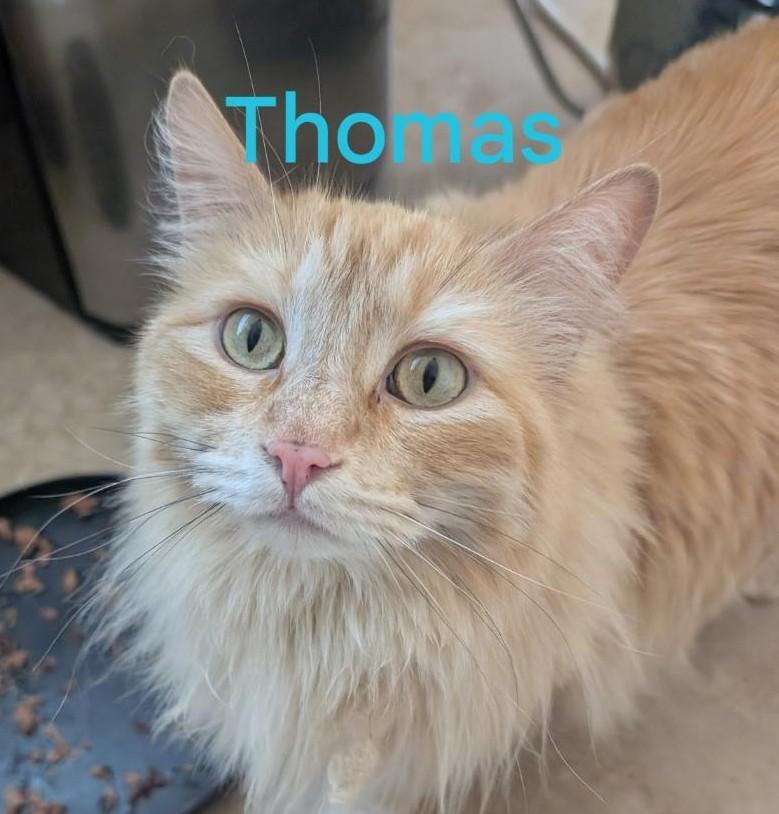 Thomas (&Dewey)