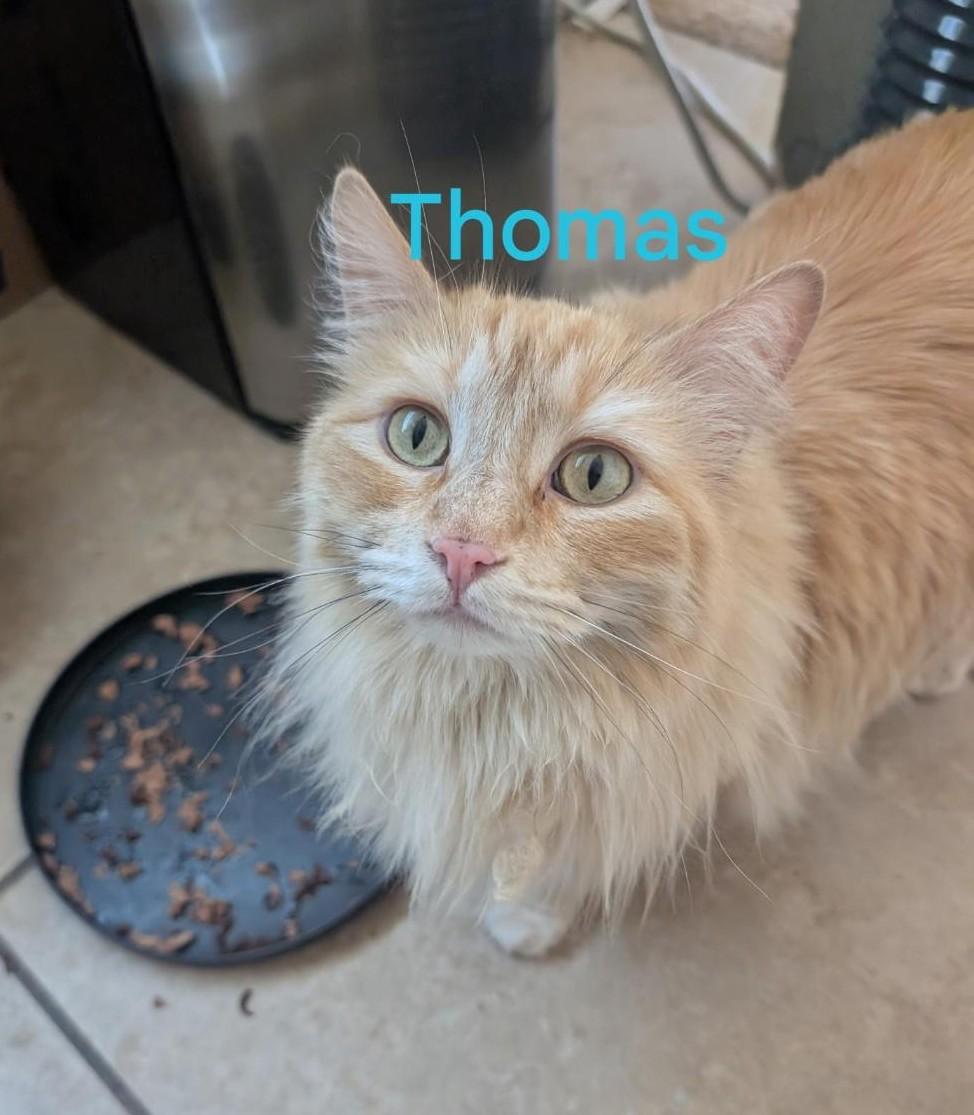 Thomas (&Dewey)