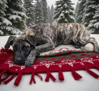 Enlarge Kirby, a Adoptable Mixed Breed in Sullivan, IN image 1/2