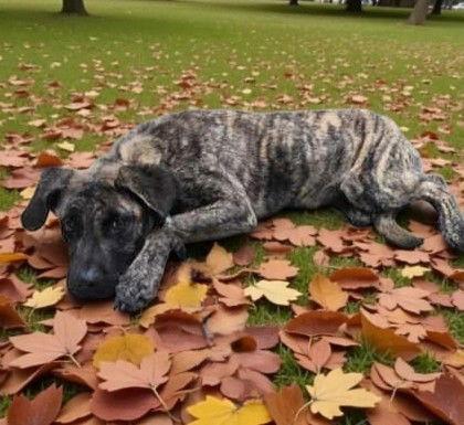 Enlarge Kirby, a Adoptable Mixed Breed in Sullivan, IN image 2/2