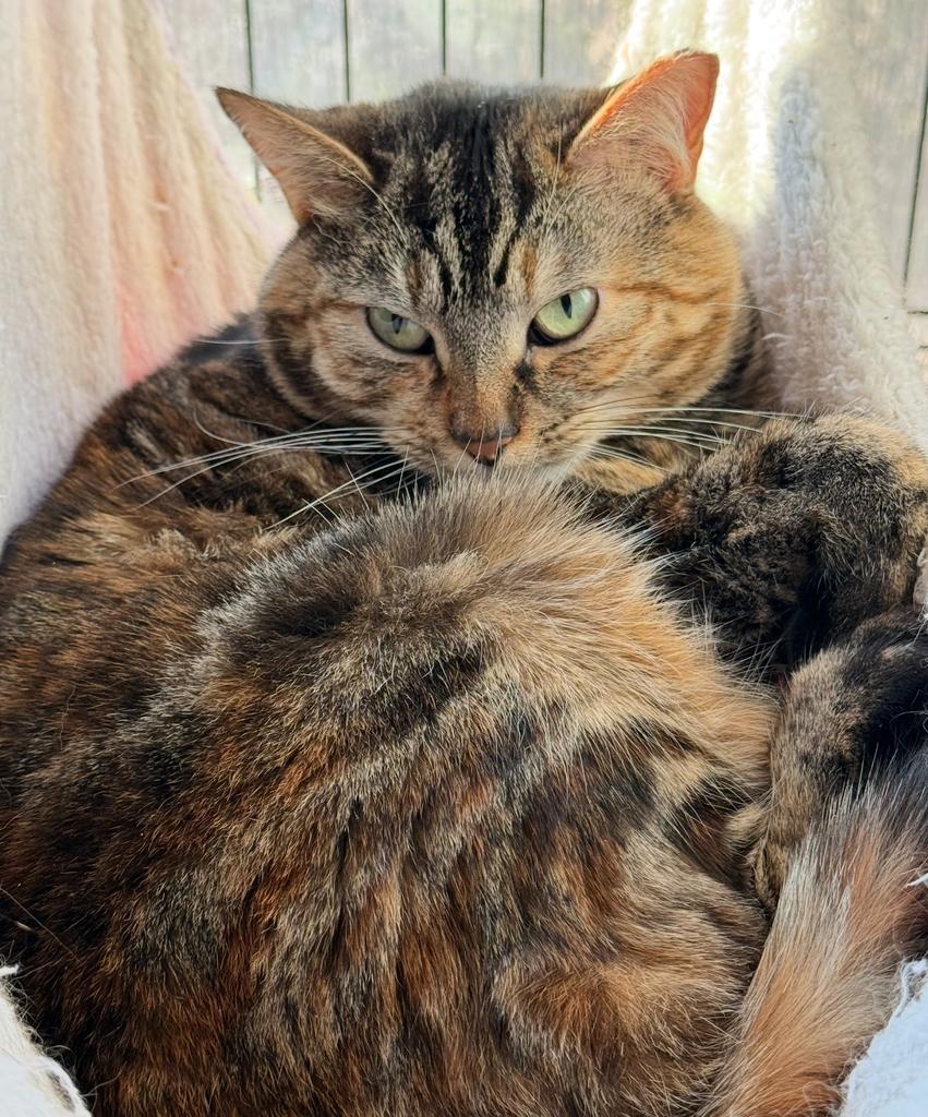 Enlarge Effie, a Adoptable mixed breed in Ontario, OR image 1/6