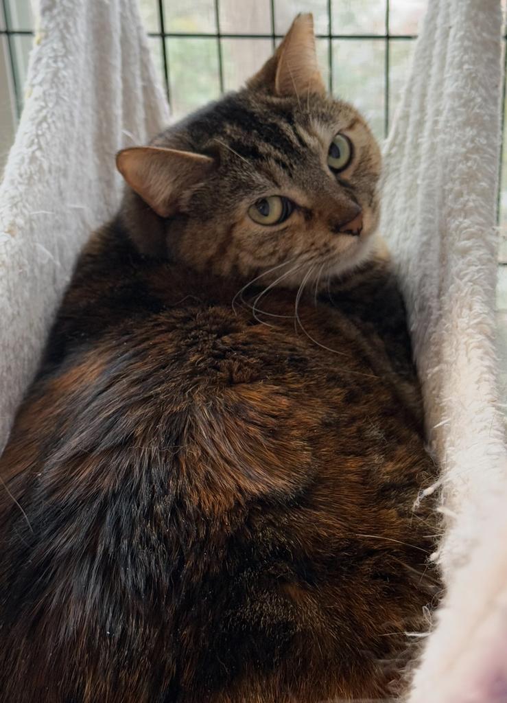 Enlarge Effie, a Adoptable mixed breed in Ontario, OR image 3/4