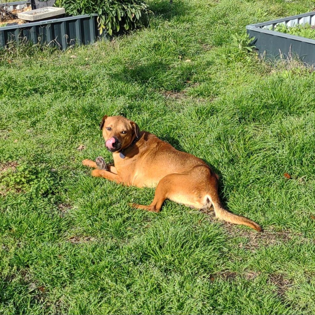 Bash, Adoptable, Adult Male Mixed Breed & Mixed Breed.