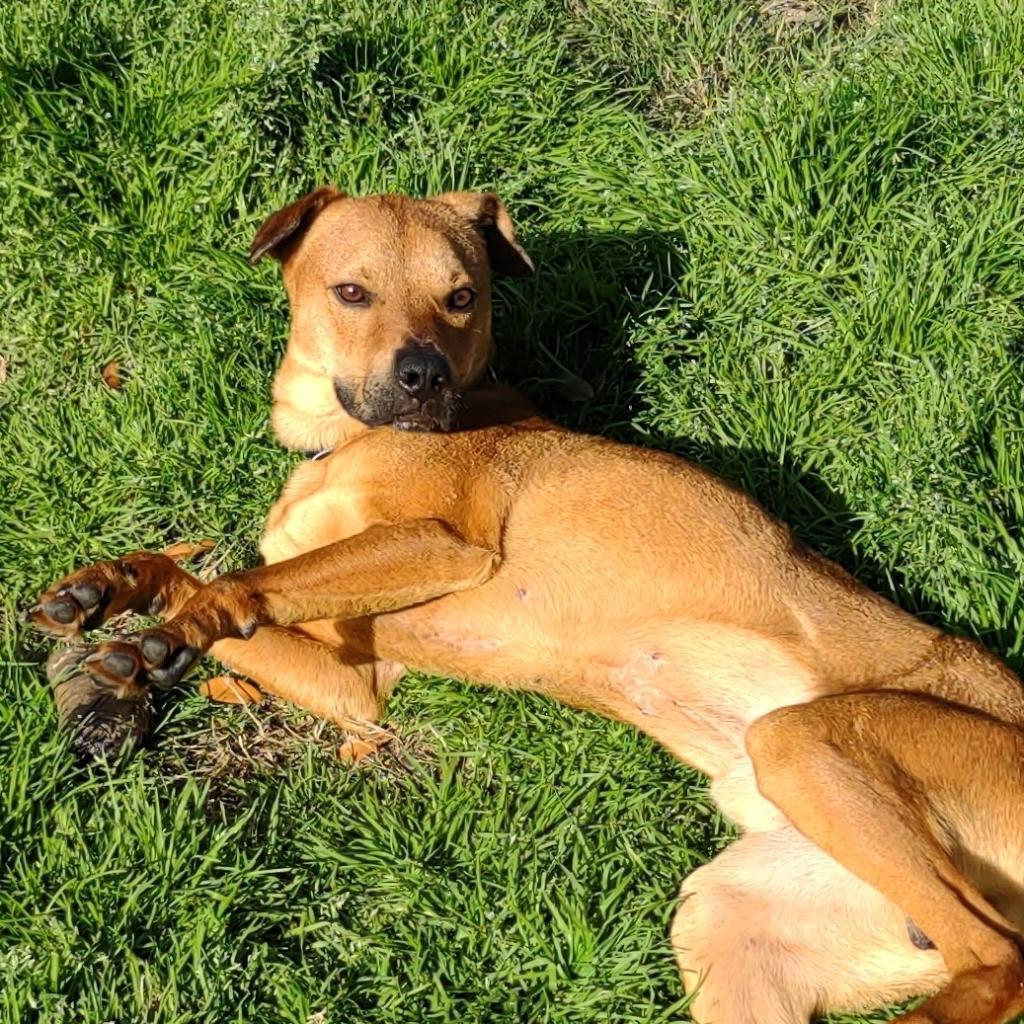 Bash, a Adoptable mixed breed in League City, TX image 3/6