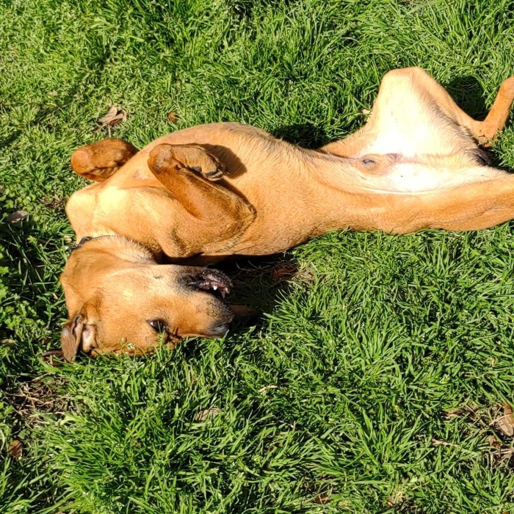 Bash, a Adoptable mixed breed in League City, TX image 4/6