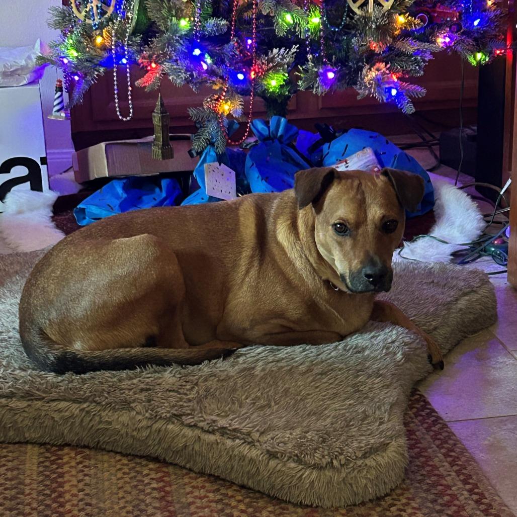 Bash, a Adoptable mixed breed in League City, TX image 5/6