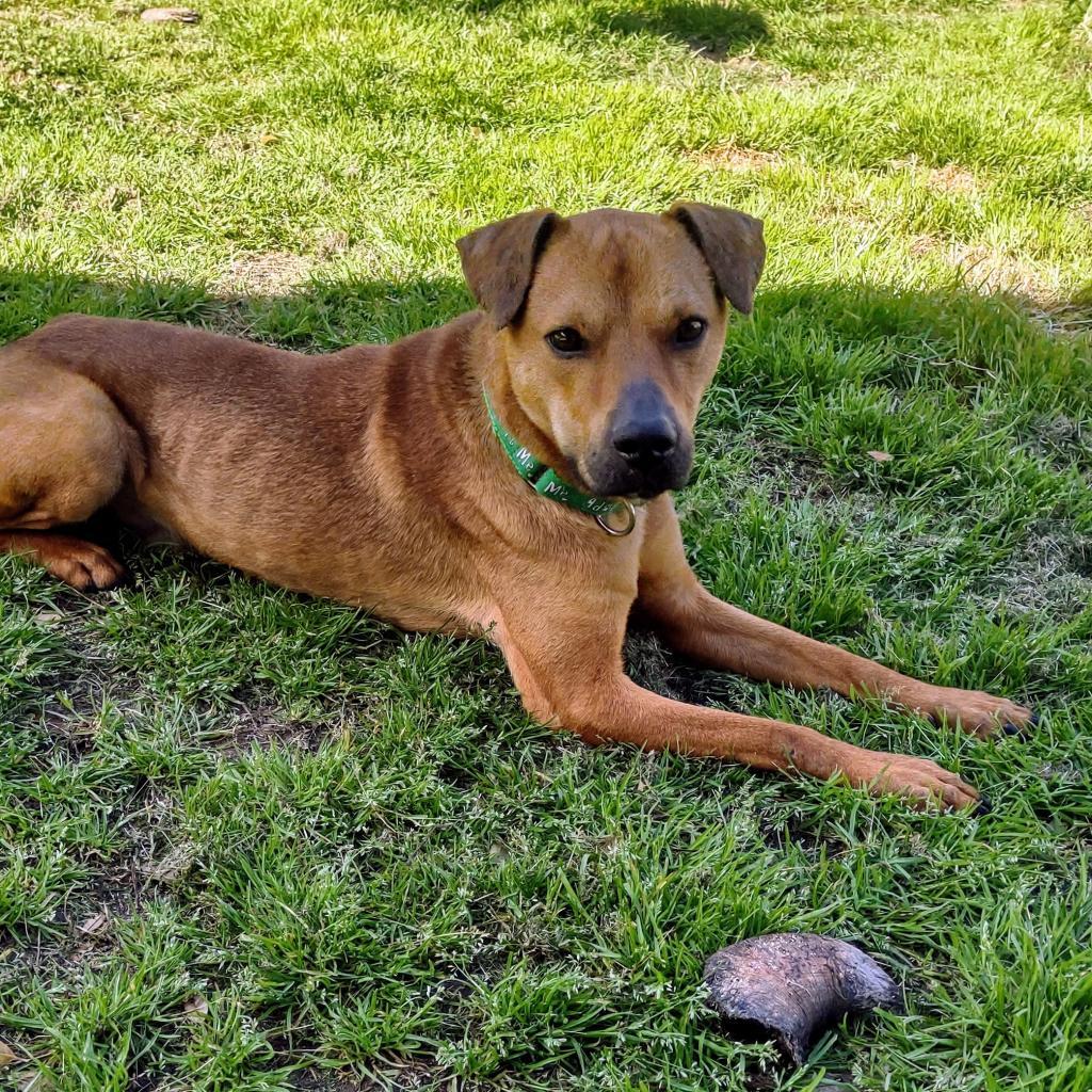 Bash, a Adoptable mixed breed in League City, TX image 6/6