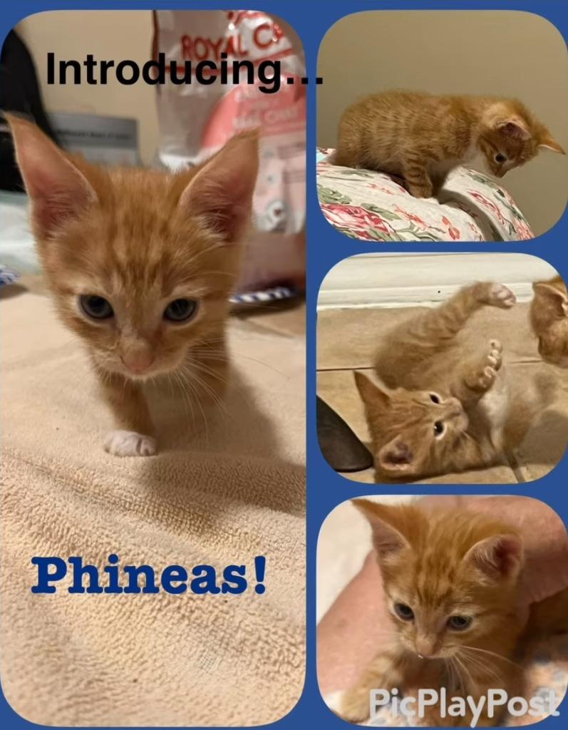 Enlarge Phinny-S, a Adoptable mixed breed in New Braunfels, TX image 1/4