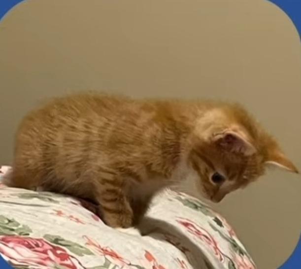 Enlarge Phinny-S, a Adoptable mixed breed in New Braunfels, TX image 2/4