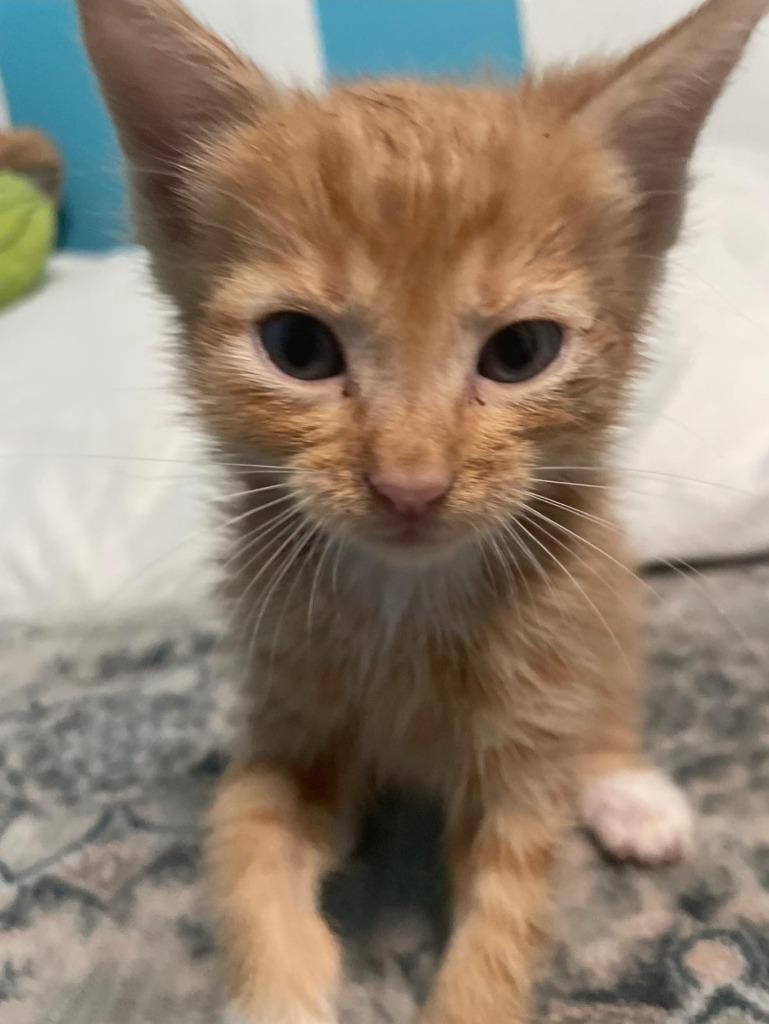 Phinny-S, a Adoptable mixed breed in New Braunfels, TX image 2/4