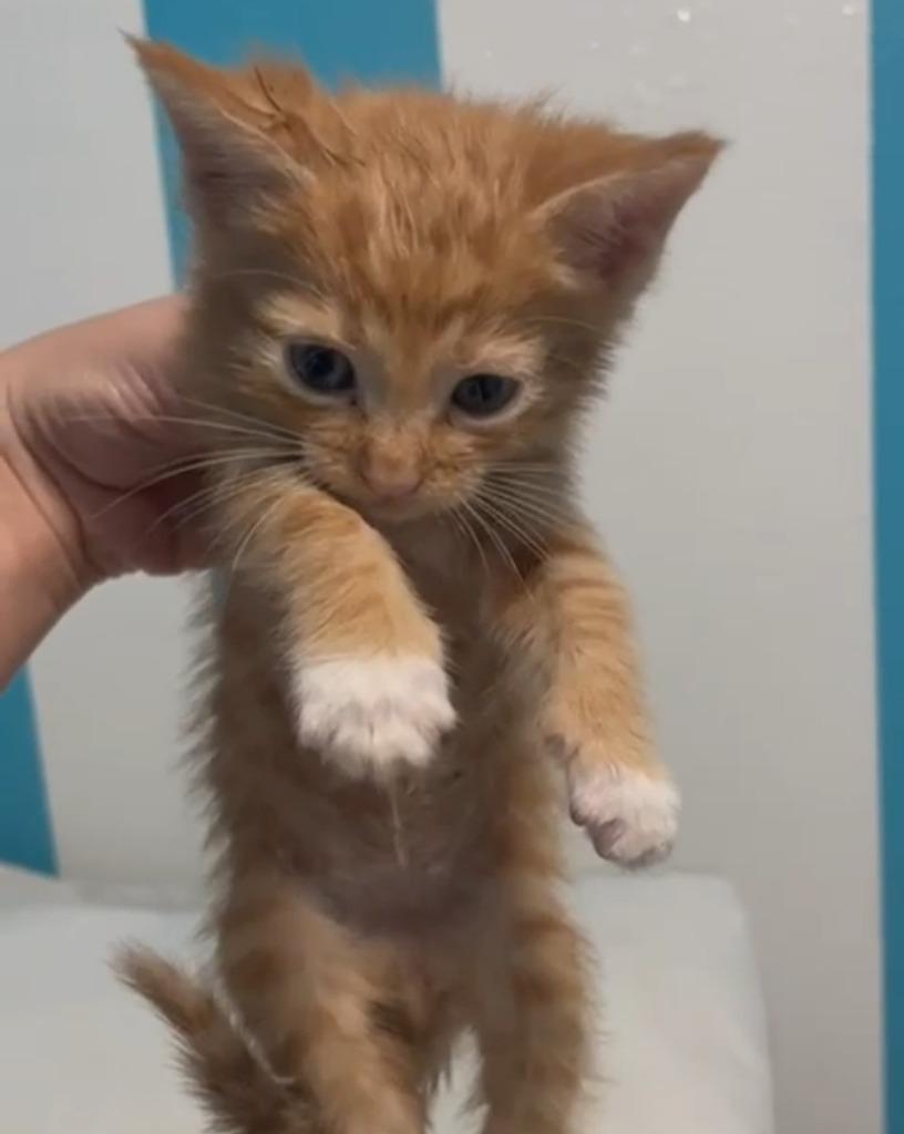 Enlarge Phinny-S, a Adoptable mixed breed in New Braunfels, TX image 3/4