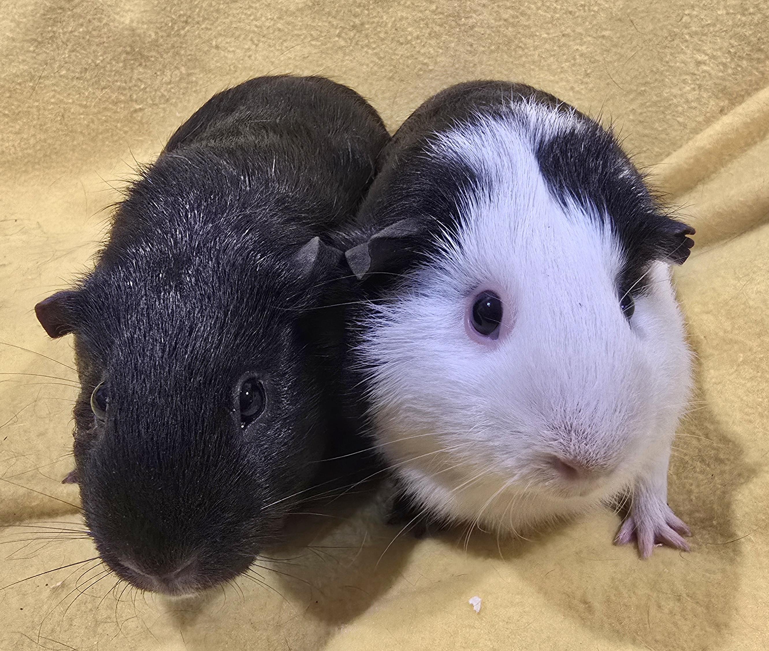 Sammi and Lily, Adoptable, Adult Female Guinea Pig.