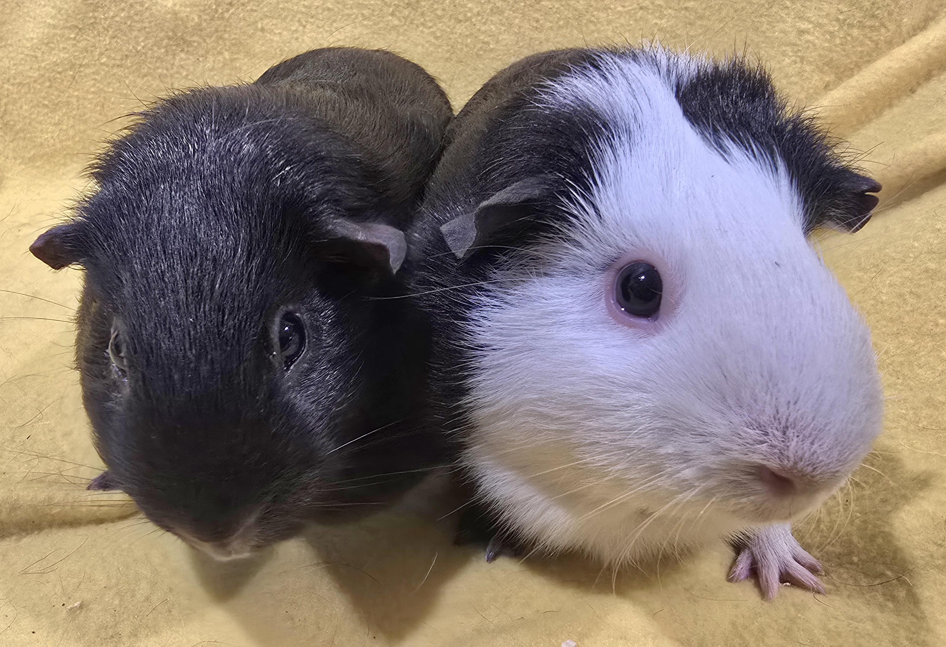 Enlarge Sammi and Lily, a Adoptable Guinea Pig in New Kensington, PA image 2/4