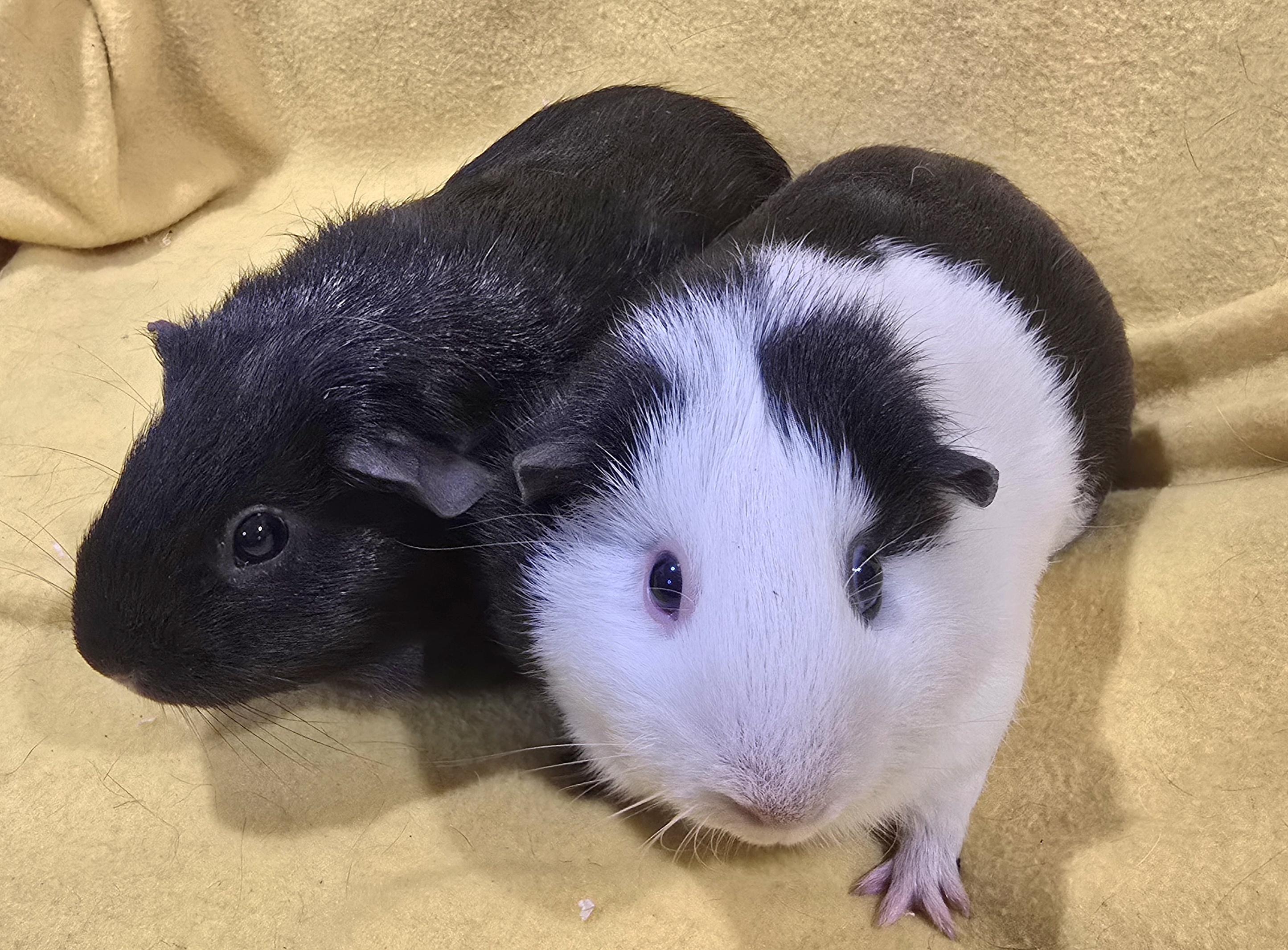 Enlarge Sammi and Lily, a Adoptable Guinea Pig in New Kensington, PA image 3/4