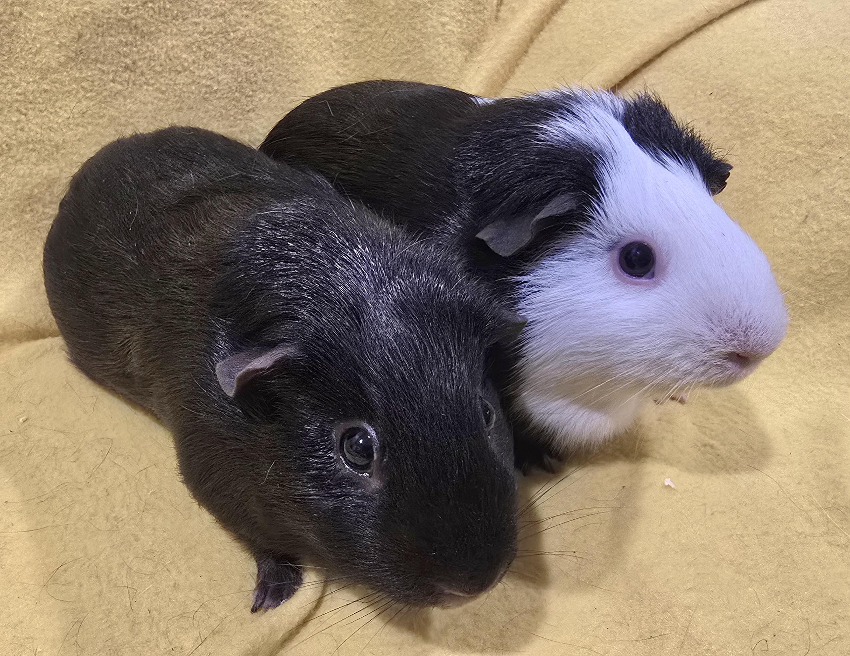 Enlarge Sammi and Lily, a Adoptable Guinea Pig in New Kensington, PA image 4/4