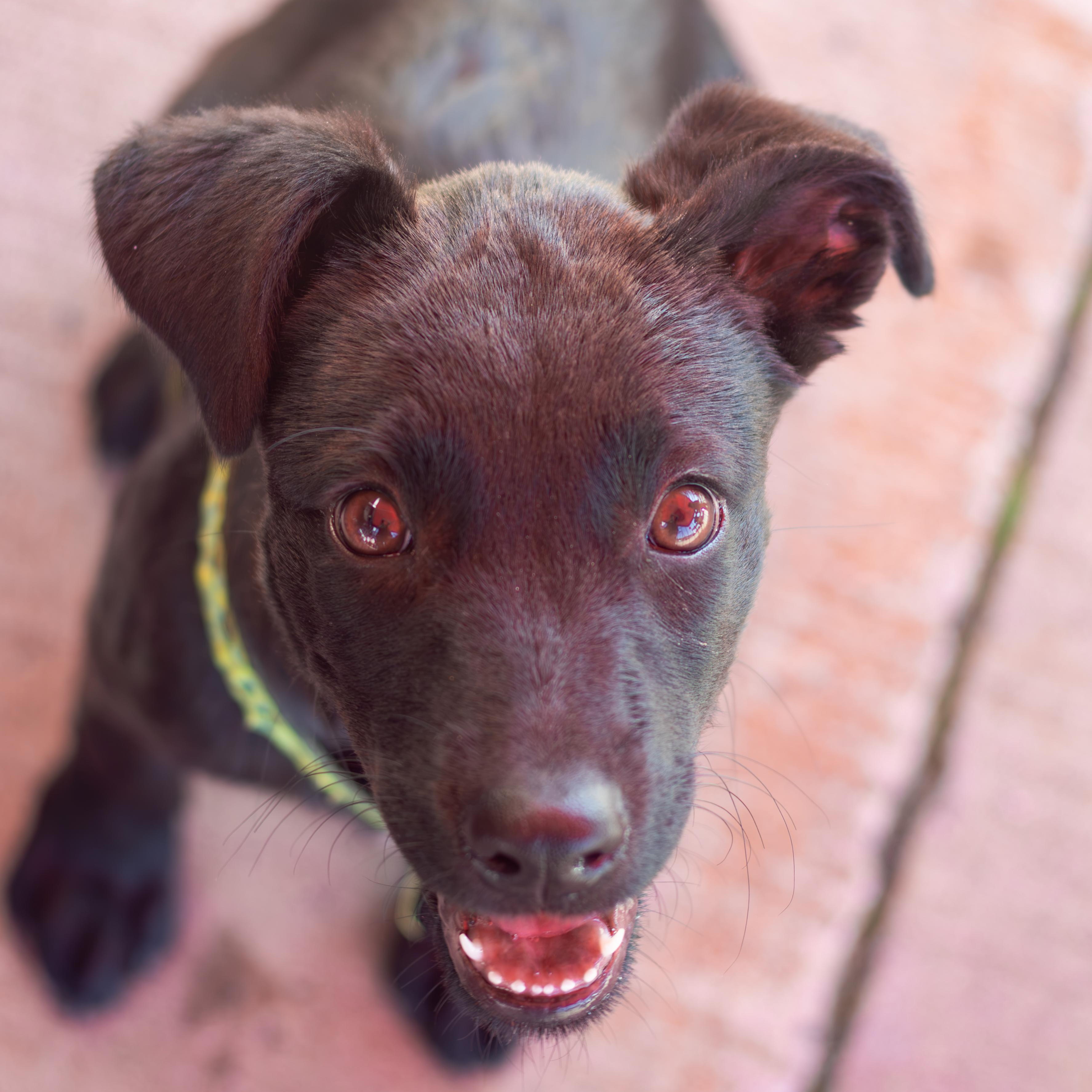 Granola, a ADOPTABLE Mixed Breed in Head of Saint Margarets Bay, NS image 3/3